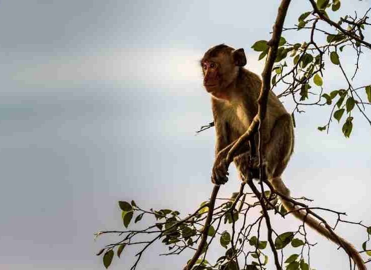 Monkey Branching Relationship - A Harmful Practice