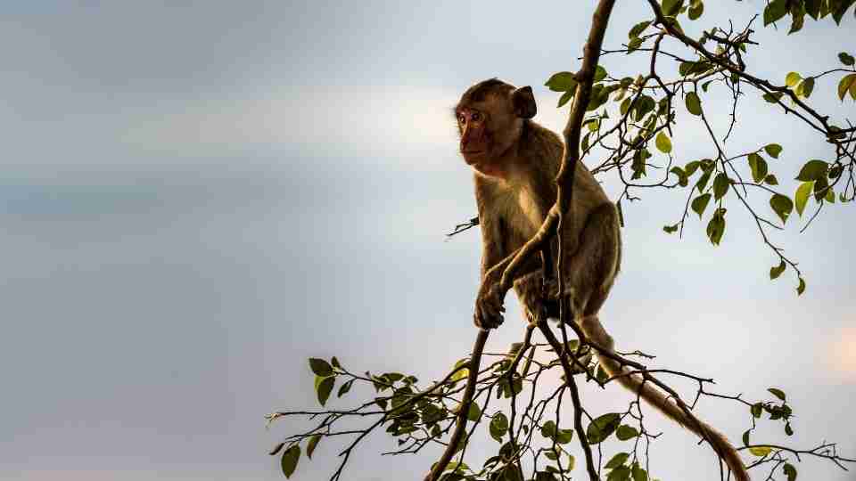 Monkey Branching Relationship - A Harmful Practice